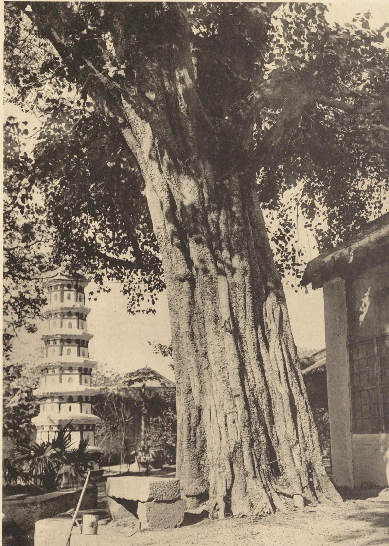 《中国文化史迹》第三辑:1928年光孝寺菩提树与六祖发塔