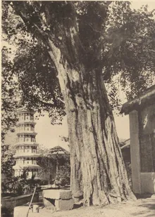 光孝寺 - guangxiaosi old 04