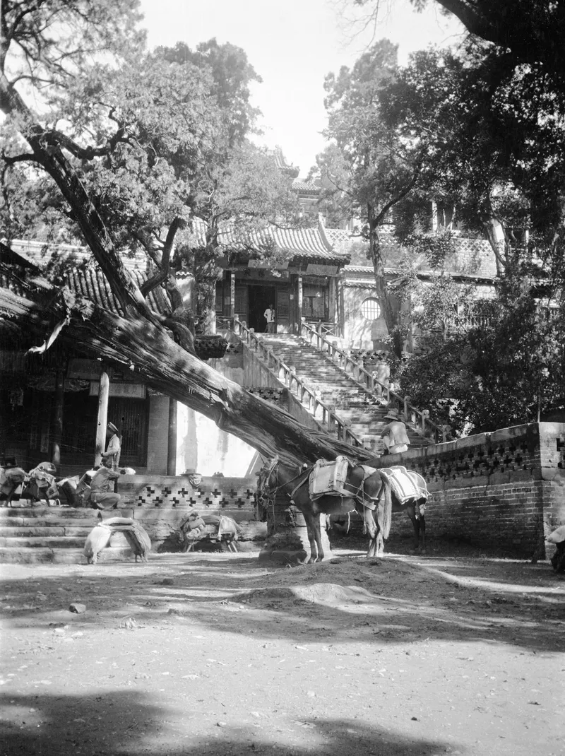 克拉普摄影集：晋祠古树与殿宇旧影