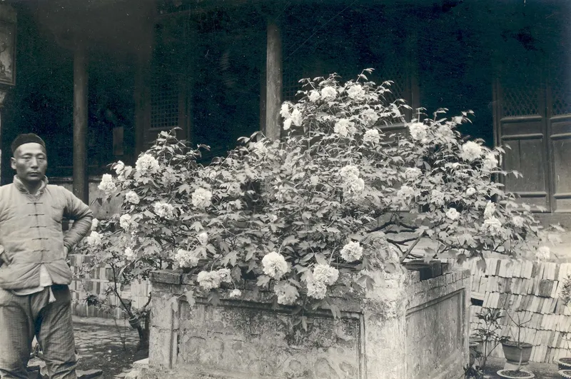 弗兰克·N·迈耶1917年拍摄的玉泉寺庭院牡丹
